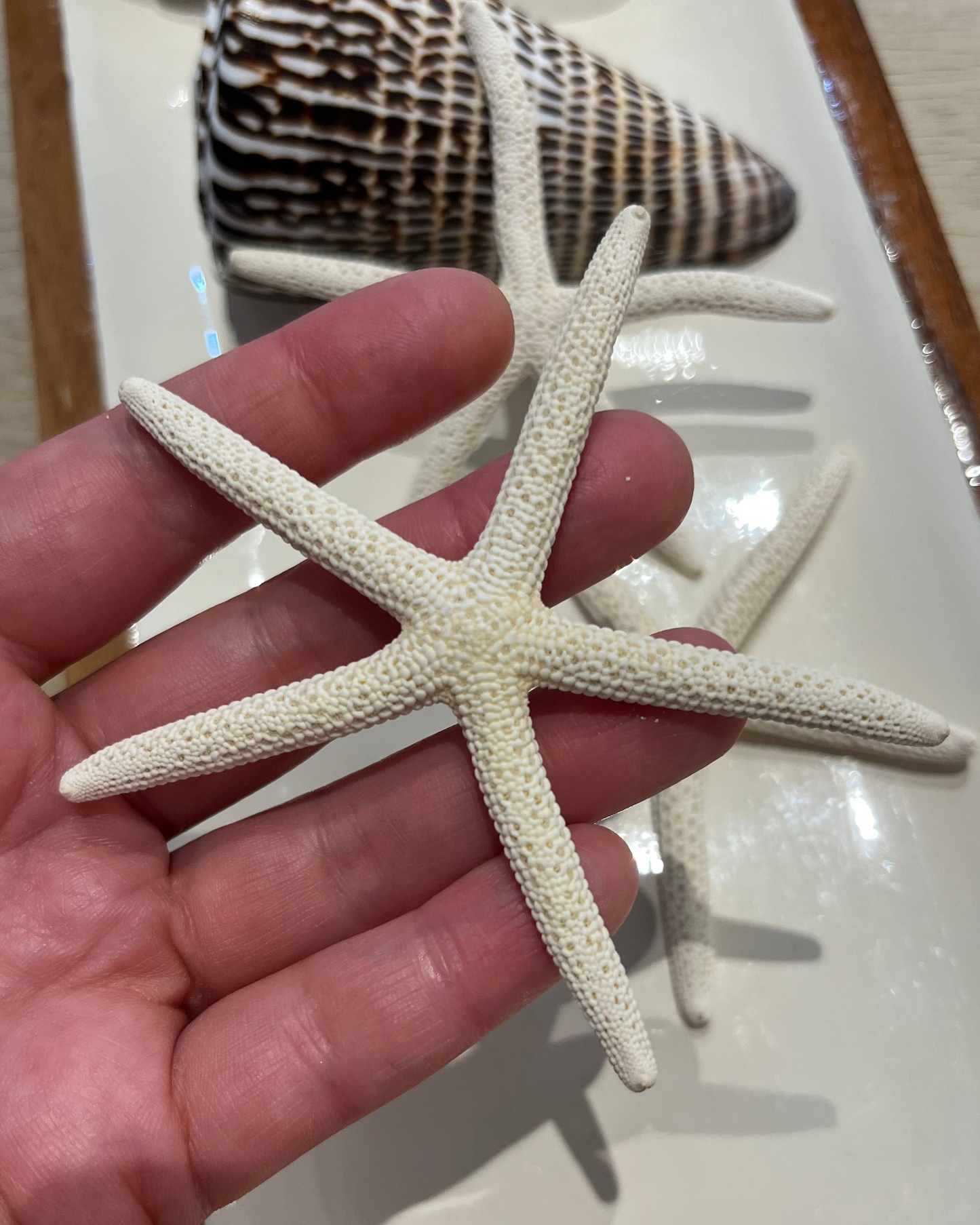 Shelly Starfish Set of 3 | Finger Dried Starfish