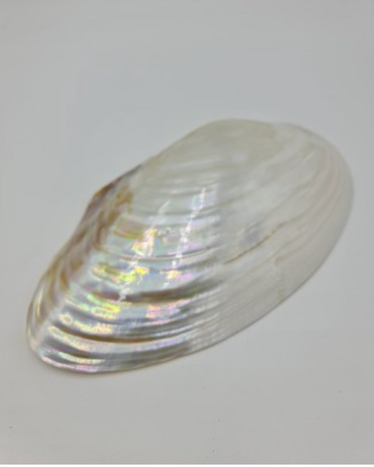 Sea Shell | Polished Cabebe