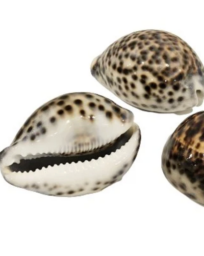 Sea Shell | Cyprea Tigris Cowrie