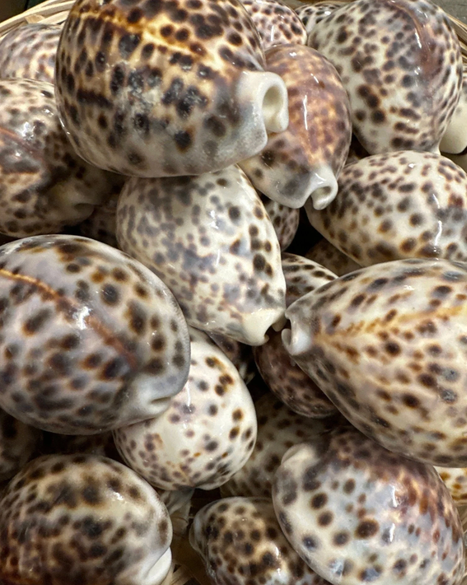 Sea Shell | Cyprea Tigris Cowrie