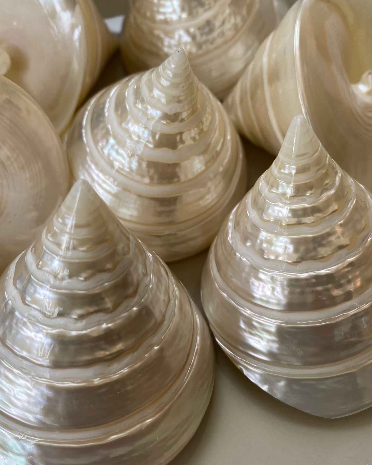 Sea Shell | Tectus Pyramis Pearly Pyramid