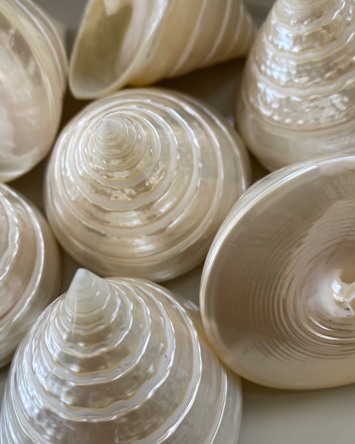 Sea Shell | Tectus Pyramis Pearly Pyramid
