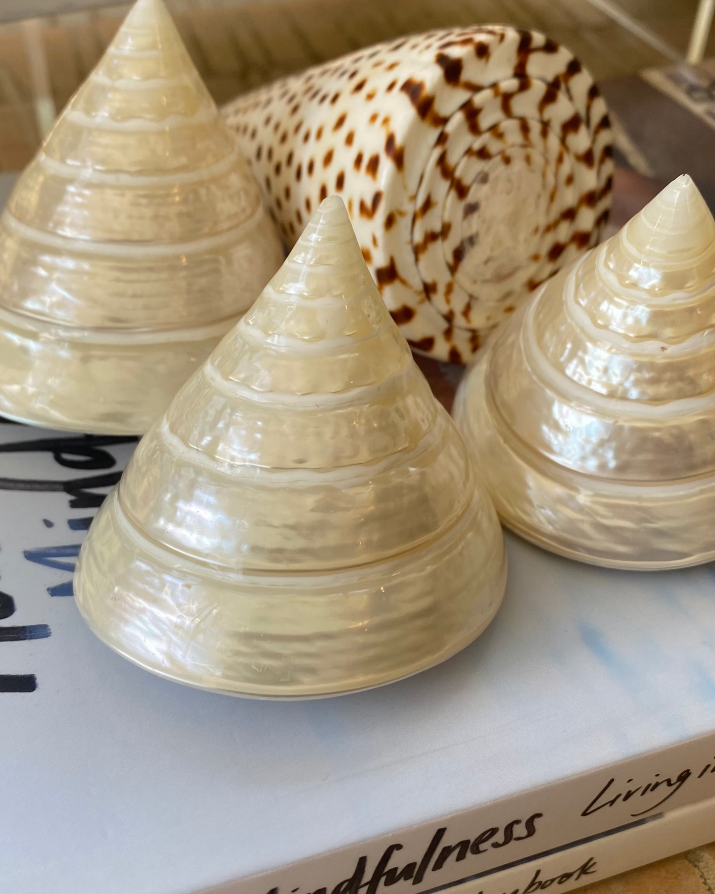 Sea Shell | Tectus Pyramis Pearly Pyramid