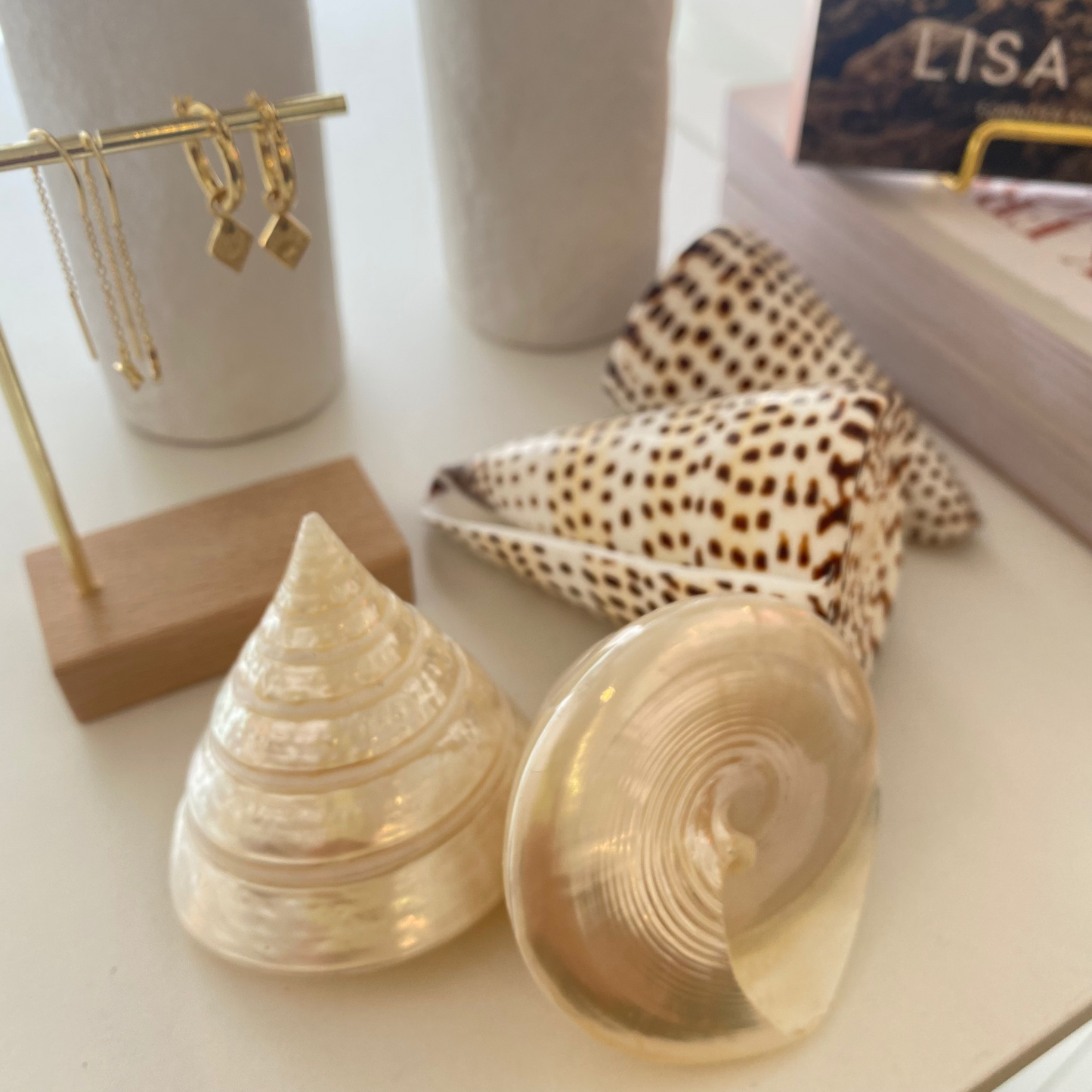 Sea Shell | Tectus Pyramis Pearly Pyramid