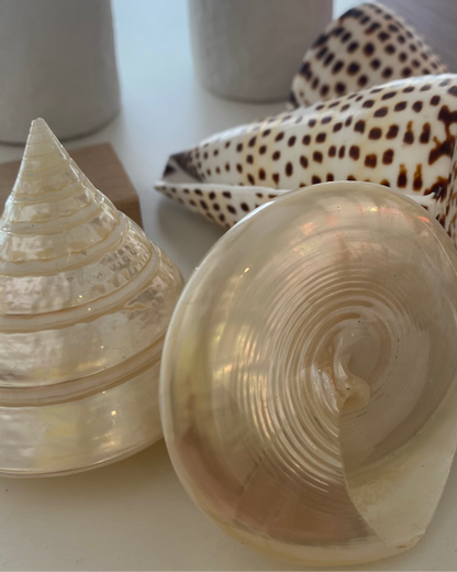 Sea Shell | Tectus Pyramis Pearly Pyramid