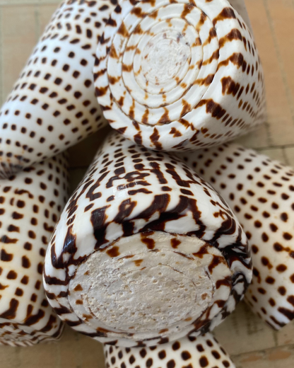 Sea Shell | Conus Leopardis Cone