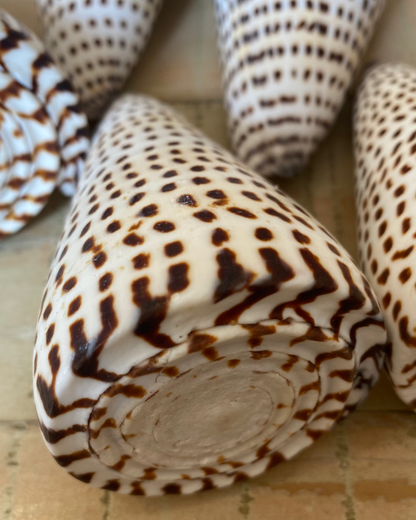 Sea Shell | Conus Leopardis Cone