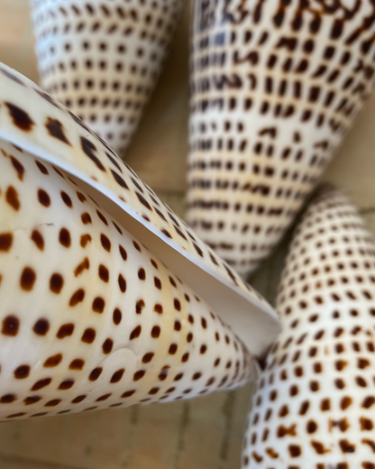 Sea Shell | Conus Leopardis Cone