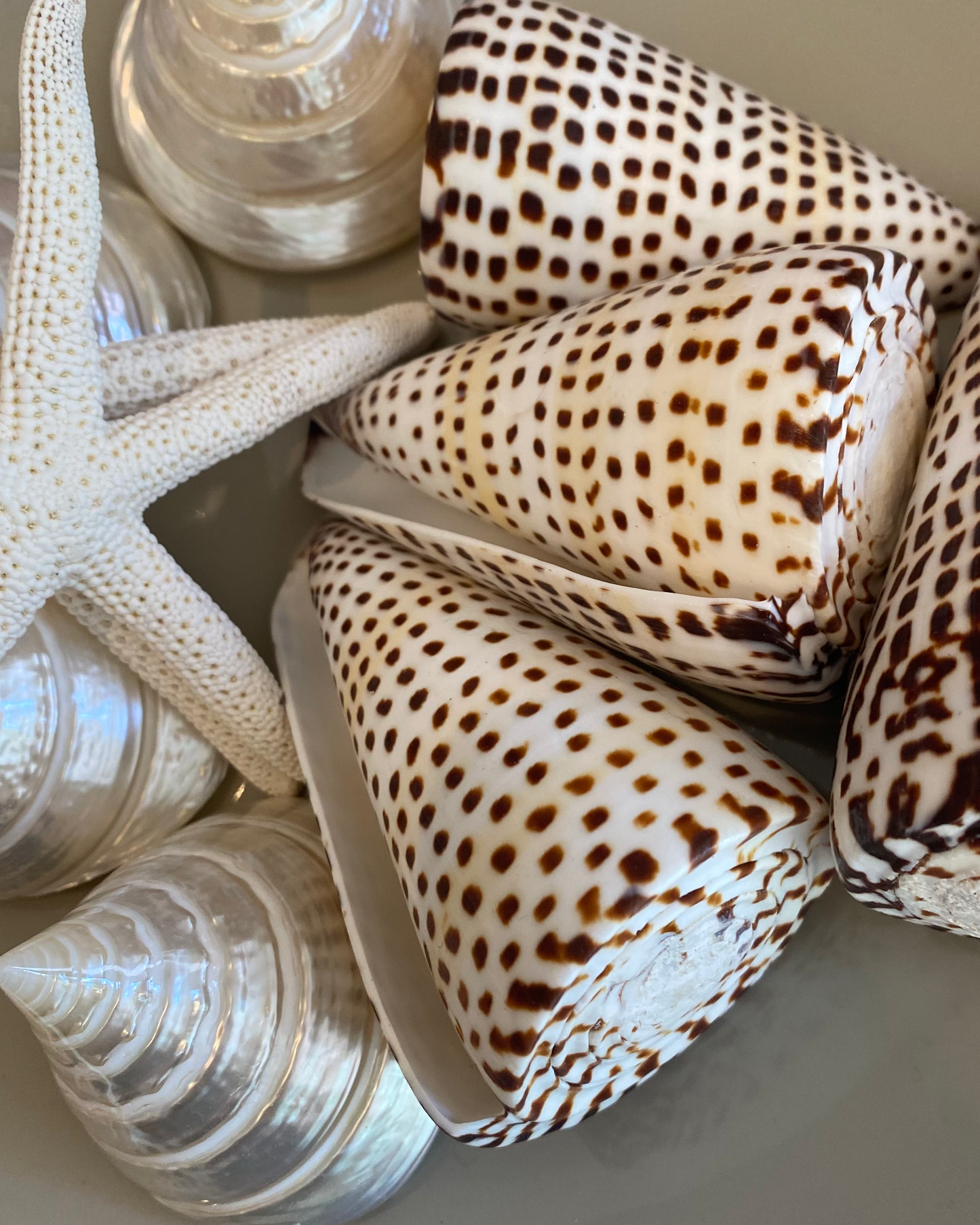 Sea Shell | Conus Leopardis Cone