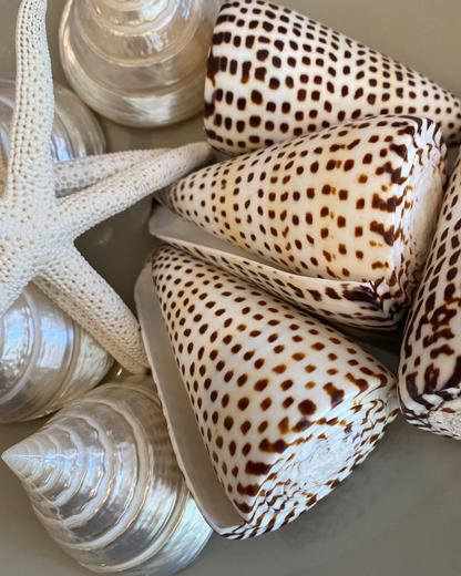 Sea Shell | Tectus Pyramis Pearly Pyramid