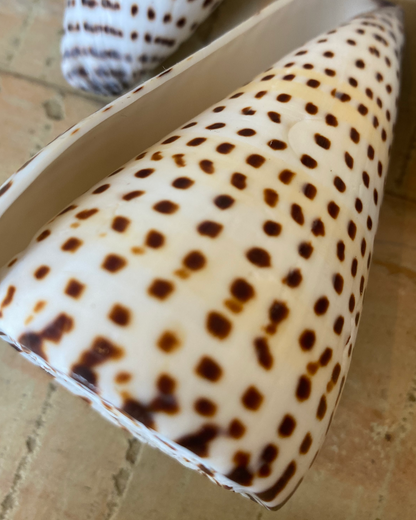 Sea Shell | Conus Leopardis Cone