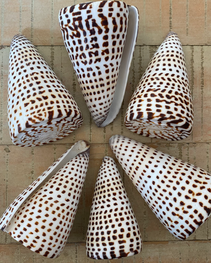 Sea Shell | Conus Leopardis Cone