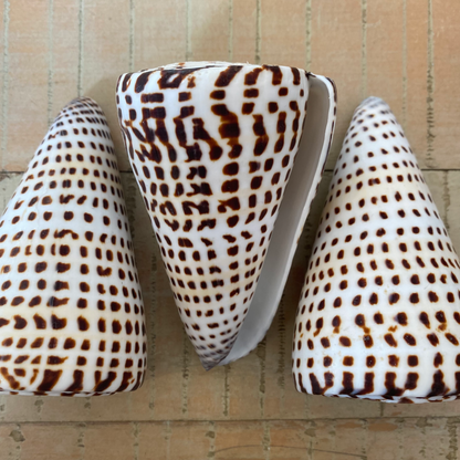 Sea Shell | Conus Leopardis Cone